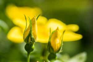 Roses ornementales jaune