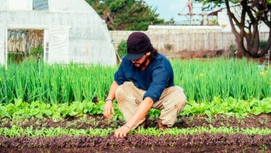 Homme dans le potager