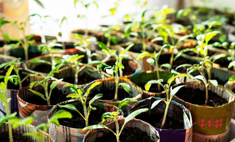 Semis dans des gobelets en panier journal