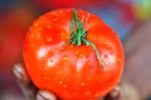 Tomate mûre dans la main