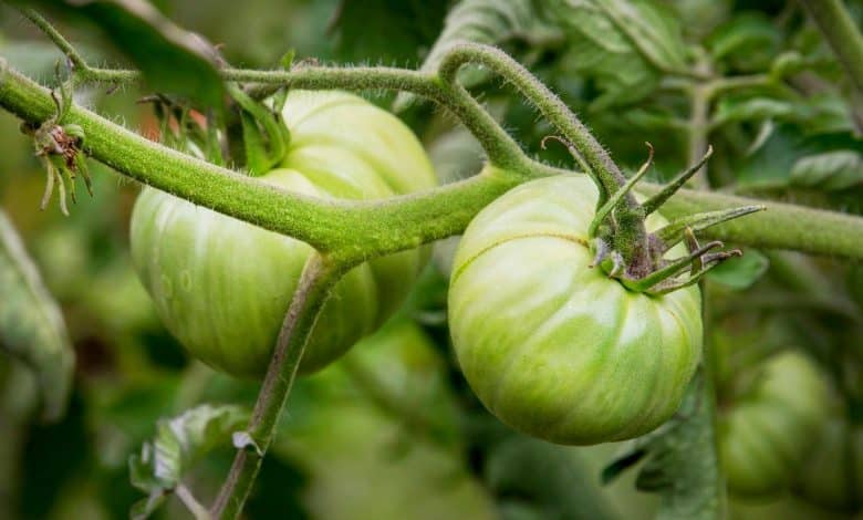 Tomates vertes