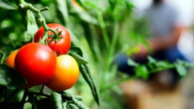 Tomates rouges au jardin