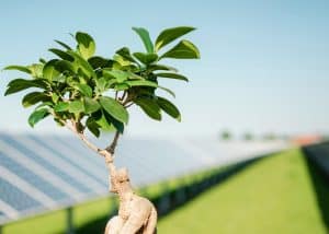 Troène dans la main d'un homme