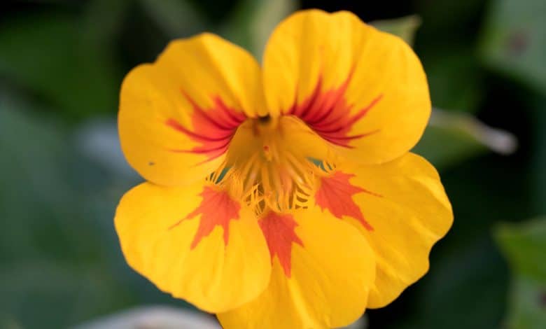 Une capucine jaune incroyablement lumineuse