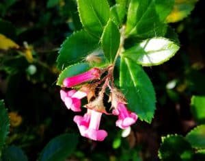Escallonia dans le jardin