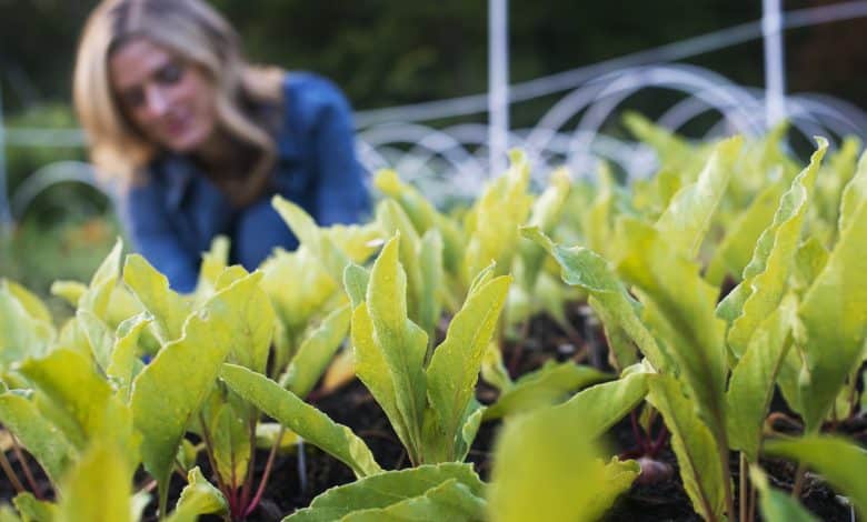 Une femme qui plante des légumes dans son potager