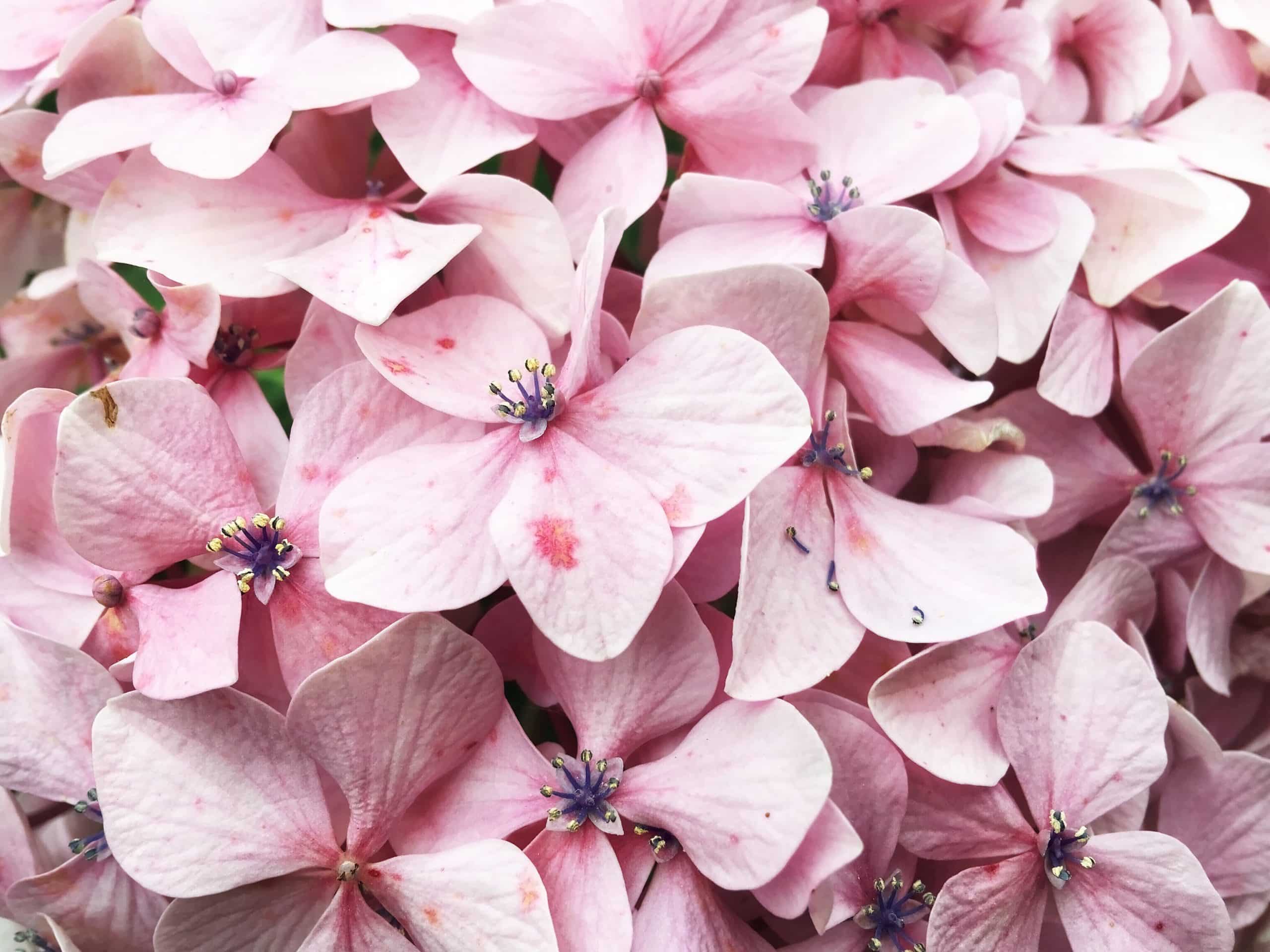 Des belles hortensias roses