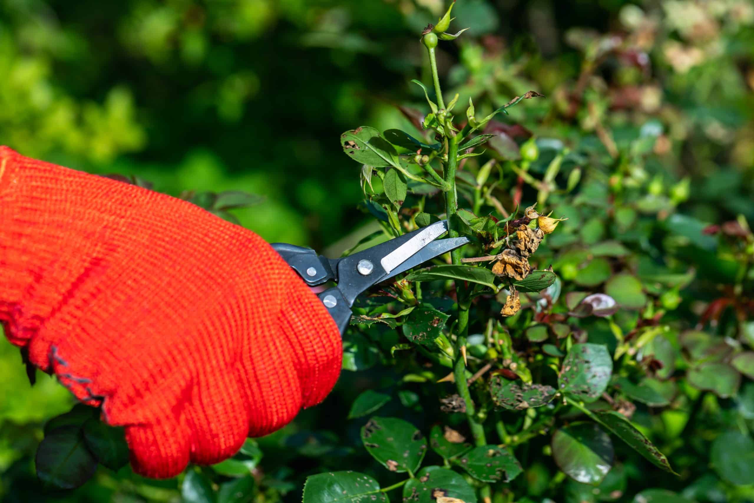Un jardinier avec des gants rouges taille des roses fanées avec un sécateur. Photo de haute qualité