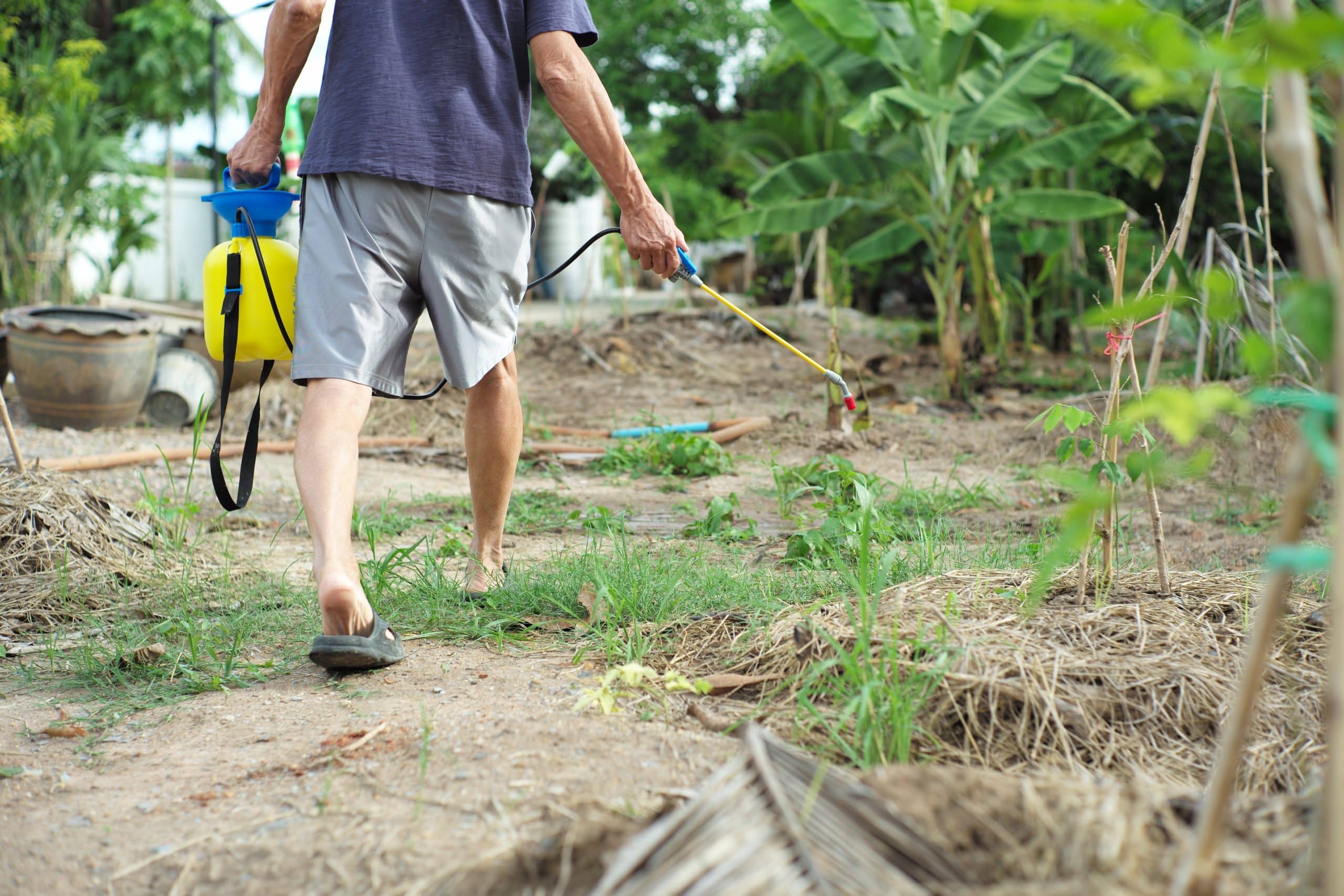 Vue de dos d'un jardinier en tenue décontractée pulvérisant de l'insecticide et un produit chimique pour éliminer les mauvaises herbes au sol.