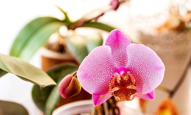 Une orchidée dans le salon