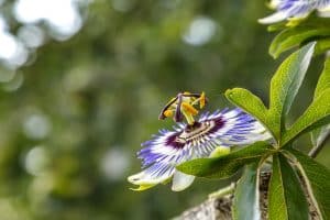 Passiflore