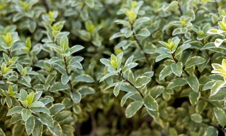Pittosporum vu de près