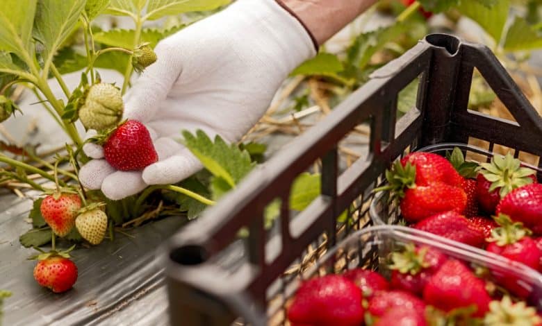Des fraises dans le jardin pendant une récolte