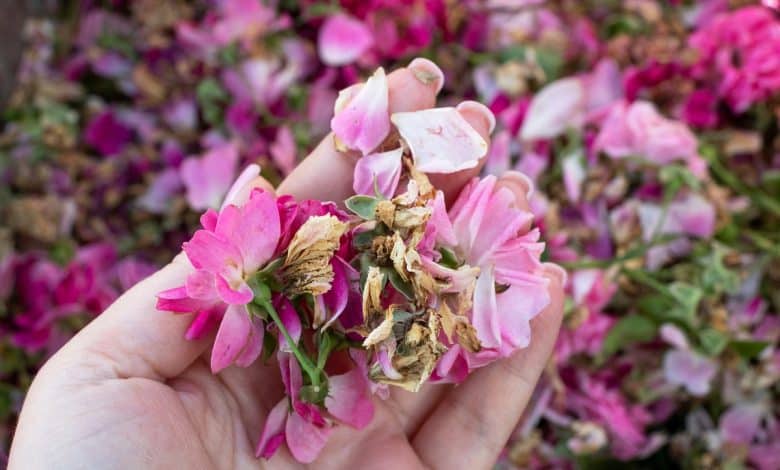 Des roses fanés dans la main d'une femme