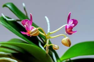 Stade de floraison orchidée