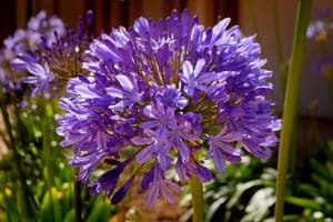 Agapanthes violettes en fleur