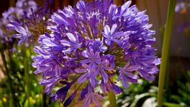 Agapanthes violettes en fleur