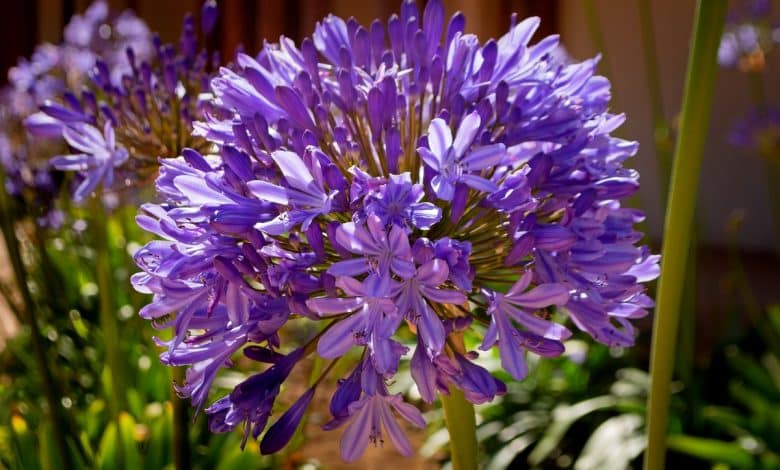 Agapanthes violettes en fleur