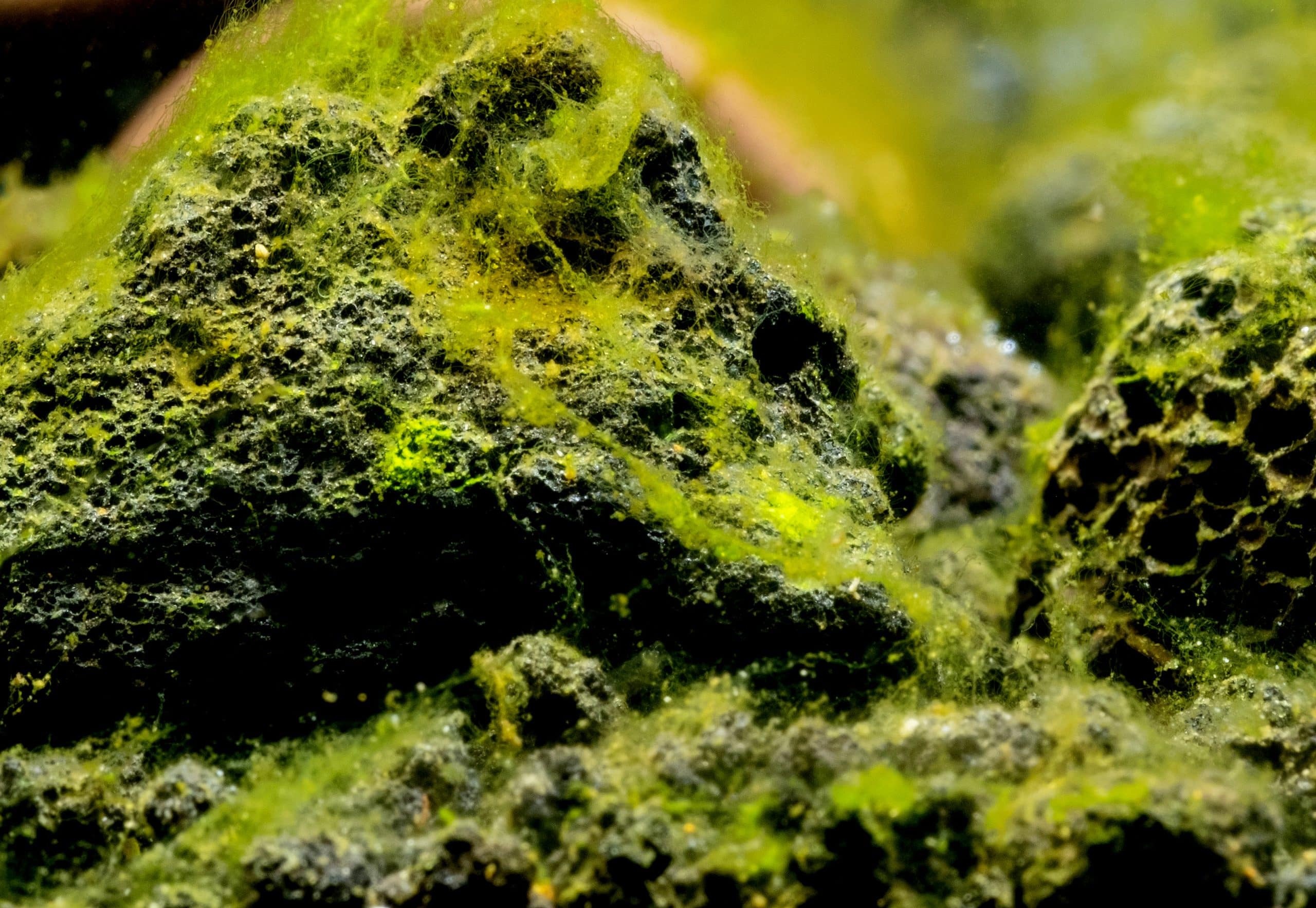Algues vertes qui se fixent aux pierres