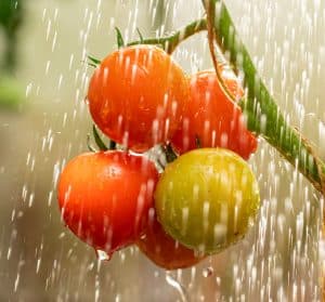 Arrosage de tomates saines