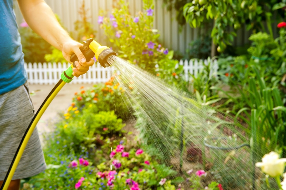 Homme arrosant ses plantes