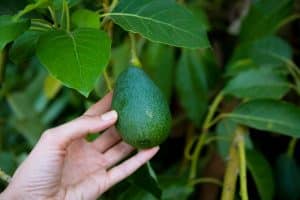 Fruits d'avocatier
