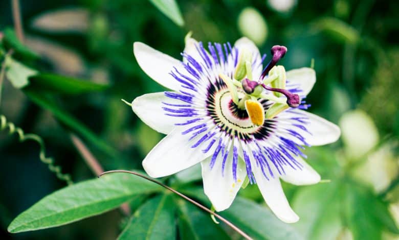Belle fleur de passiflore