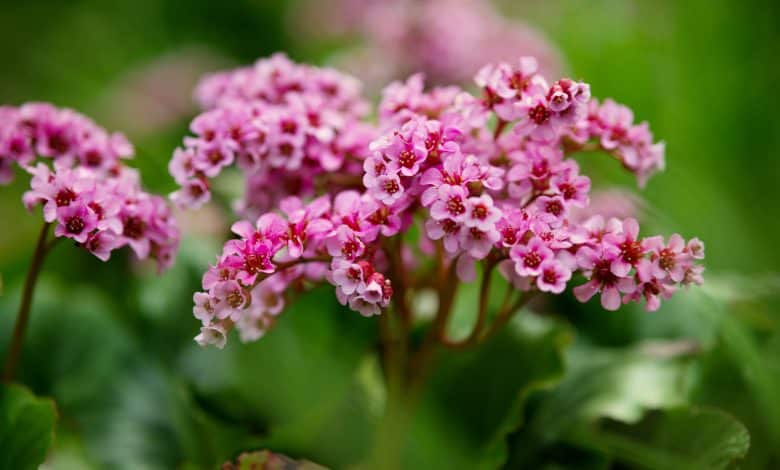 Fleurs de Bergenia rose
