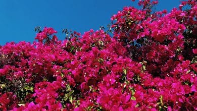 Bougainvillier sous le ciel bleu