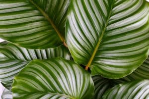 Feuilles vertes de Calathea Orbifolia