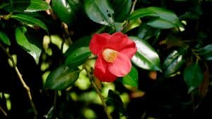 Une belle fleur de Camélia Sasanqua