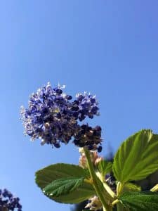 Fleur bleue de céanothe