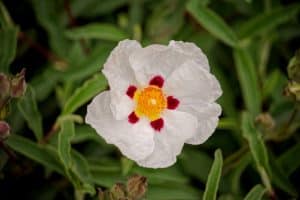 Fleur de ciste
