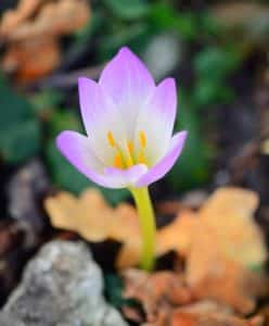 Colchique automnale au jardin
