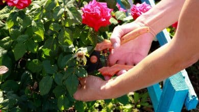 Elagage des roses de jardin