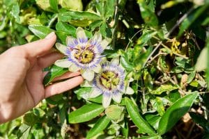 Fleurs de passiflore au jardin