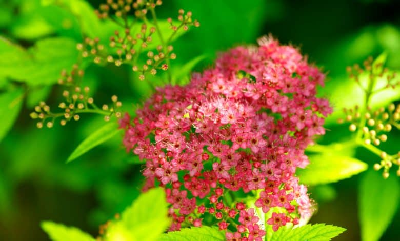 Spiraea en pleine floraison