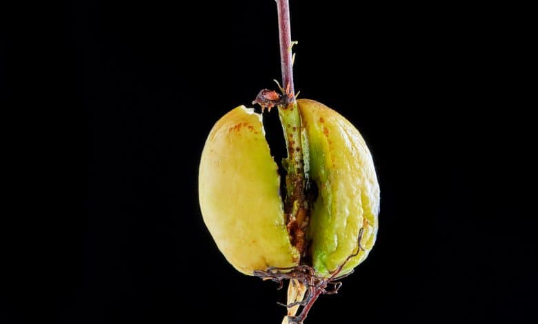 Germe d'avocat