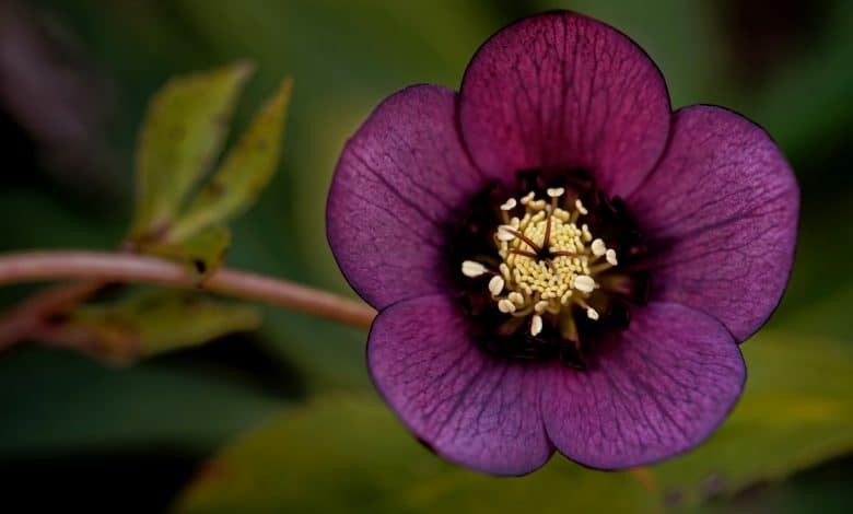 Hellébore pourpre