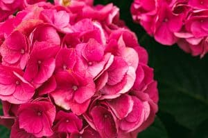 Belle fleur d'hortensia rose
