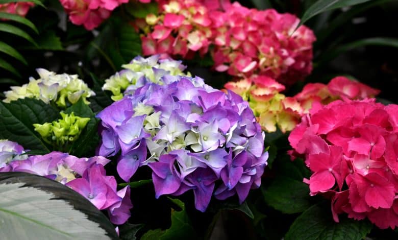 Hortensias aux couleurs éclatantes
