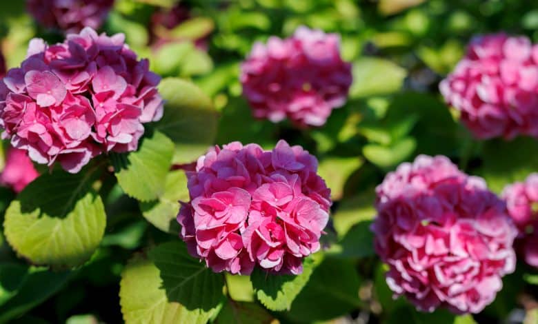 Hortensias rose en fleur