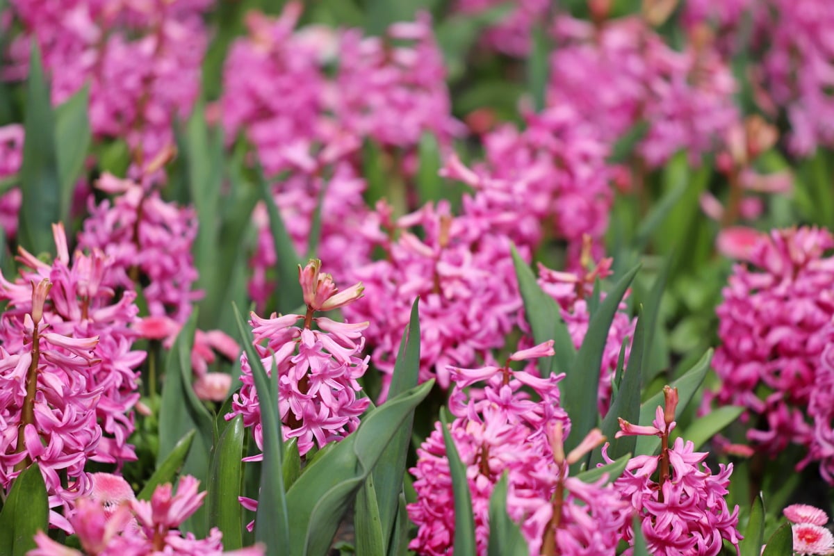 Des Jacinthes au jardin