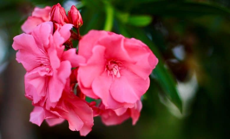 Fleurs de laurier-rose
