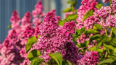 Des fleurs de lilas au jardin