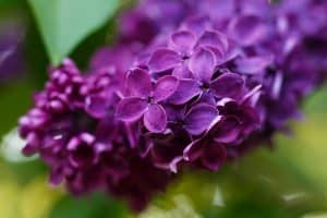 Lilas violet au jardin