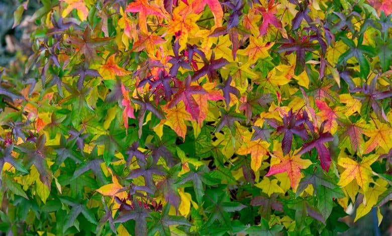 Liquidambar et son feuillage coloré