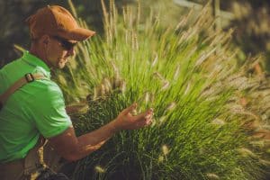 Pennisetum au jardin