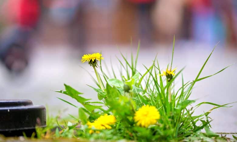 Pissenlit aux fleurs jaunes