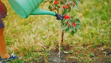 Planter un arbre au milieu du jardin